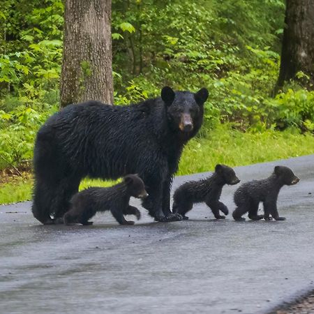 Smoky Bear Lodge With Guest House, Hot Tub, 1089 Free Tickets Each Paid Day, Dollywood And More Sevierville Exteriör bild