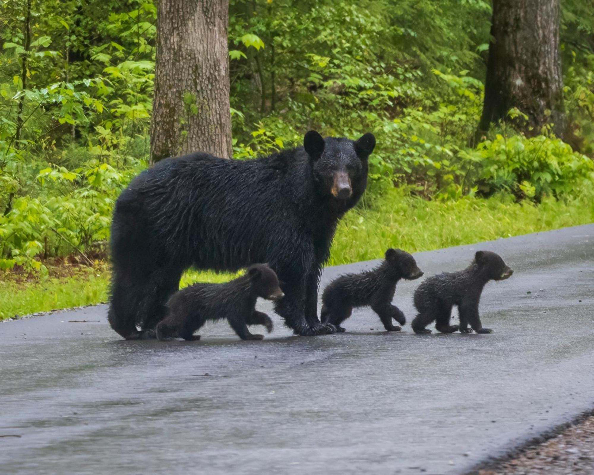 Smoky Bear Lodge With Guest House, Hot Tub, 1089 Free Tickets Each Paid Day, Dollywood And More Sevierville Exteriör bild